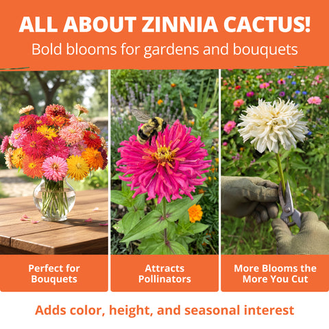 HOME GROWN Zinnia Cactus Mix Seeds – 2000 Seeds for Spring 2026, Large Bloom Zinnia elegans, Easy Grow Garden & Cut Flowers