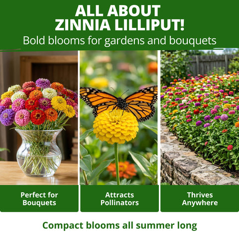 HOME GROWN Lilliput Mix Zinnia Seeds for Planting 8450 Seeds 57g Heirloom Non GMO Double Dwarf Pompon Blooms for Containers Borders Cut Flowers Pollinator Gardens Zinnia elegans