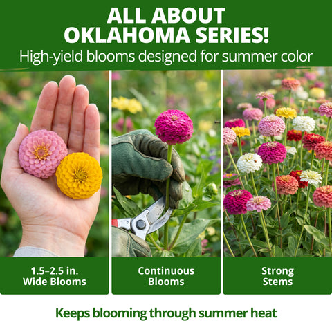 HOME GROWN Oklahoma Zinnia Seeds for Planting, 100 Heirloom Non GMO Seeds (2 Pack, 50 Seeds Each, 0.5g), Zinnia elegans, Mixed Colors Annual Cut Flowers for Bouquets, Pollinator Gardens, Zones 3 to 10