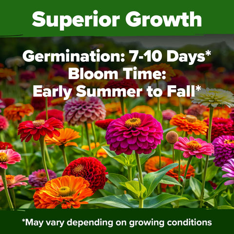 California Giant Zinnia Seeds - 2 oz - Six-Color Double Blooms
