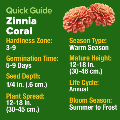 Coral Zinnia Seeds - 300 Seeds - Coral-Pink Blooms