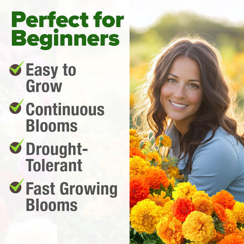 French Petite Marigold Seeds - 329 Seeds - Blooms in 45 Days