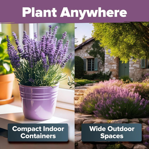 English Lavender Seeds - 1,500 Seeds - Compact Munstead