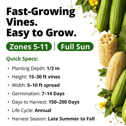 Luffa Seeds - 40 Seeds - Grow Natural Sponges