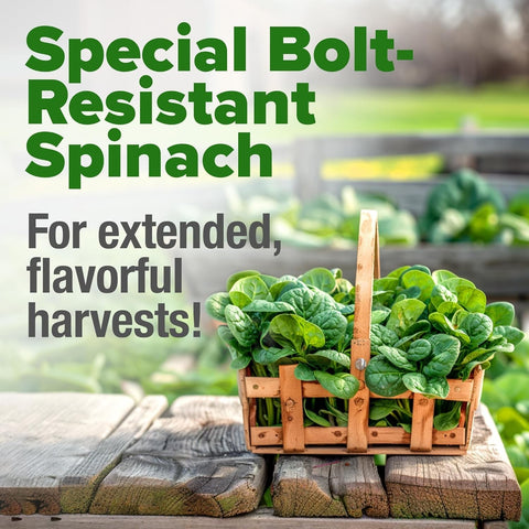 Bloomsdale Spinach Seeds - 350 Seeds - Dark Crinkled Leaves