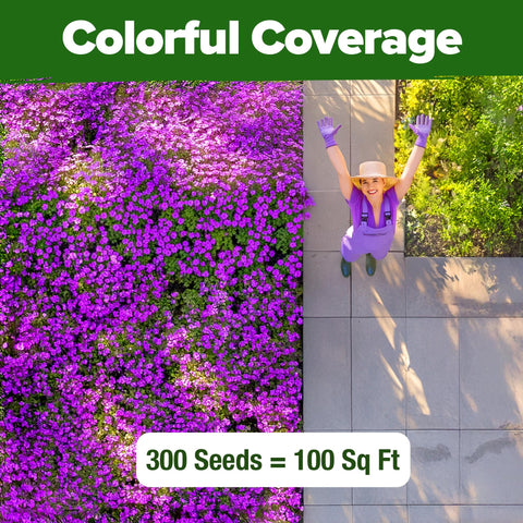 Aubrieta Rock Cress Seeds - 300 Seeds - Purple Perennial Ground Cover