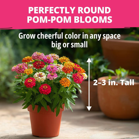 Thumbelina Dwarf Zinnia Seeds - 1,000 Seeds (2-Pack) - Patio Blooms