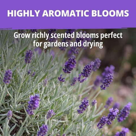 English Lavender Seeds - 1,500 Seeds - Fragrant Perennial