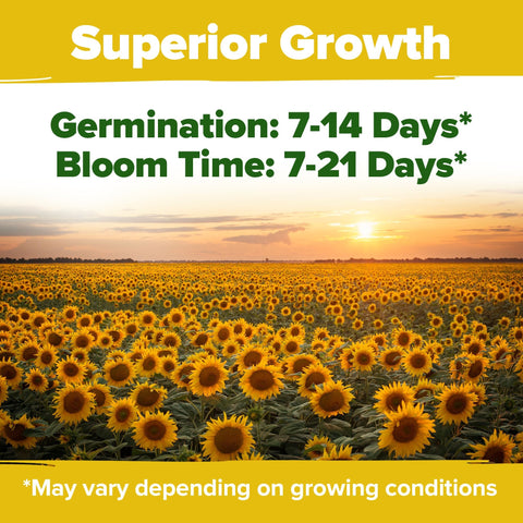 Sunflower Seeds - (8 Variety)