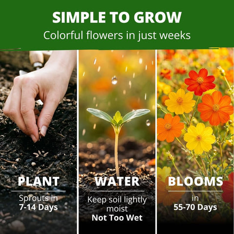 Bright Lights Cosmos Seeds - 400 Seeds - Easy-Grow Annual Mix