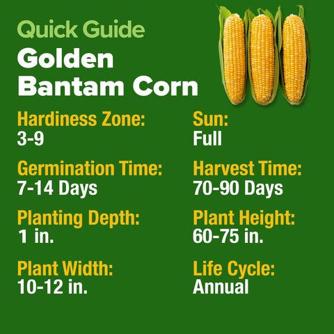 Golden Bantam Sweet Corn Seeds - 200 Seeds (2-Pack) - Heirloom