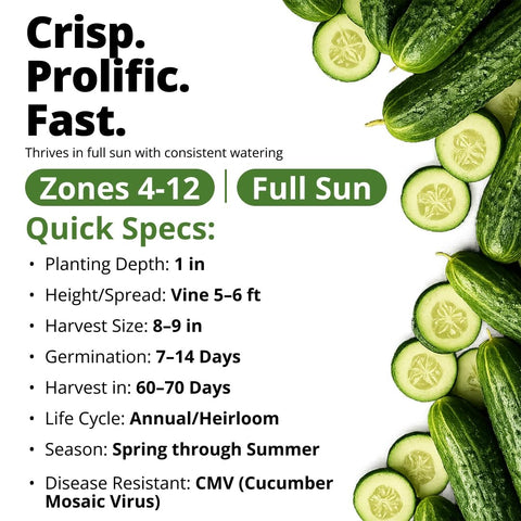 Organic Marketmore Cucumber Seeds - 200 Seeds - Crisp Heirloom Slicer