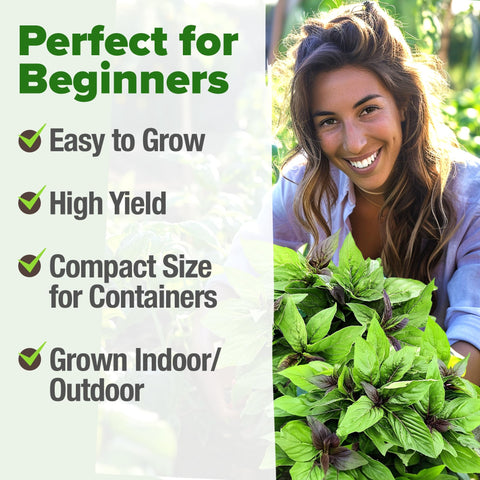 Thai Basil Seeds - 876 Seeds (2-Pack) - Aromatic Heirloom