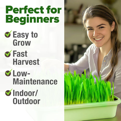 Hard Red Winter Wheatgrass Seeds - 1.5 lb (~12,000 Seeds)