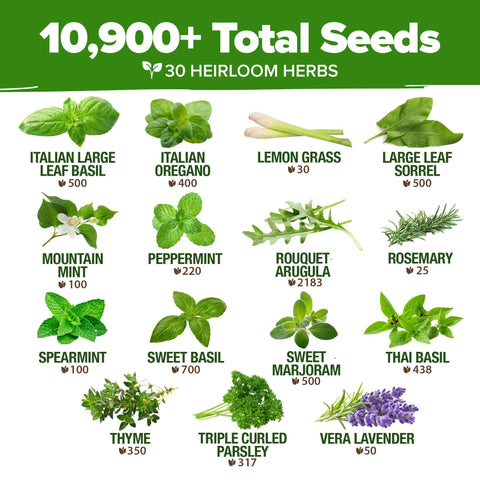 Culinary Herb Seed Vault - (30 Variety)