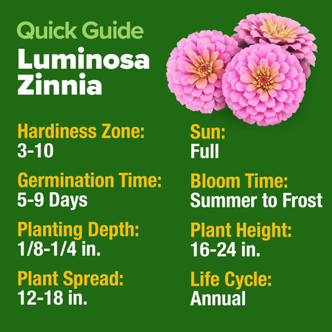 Dwarf Zinnia Seeds Mix - 4,300 Seeds - Cut-and-Come-Again Blooms