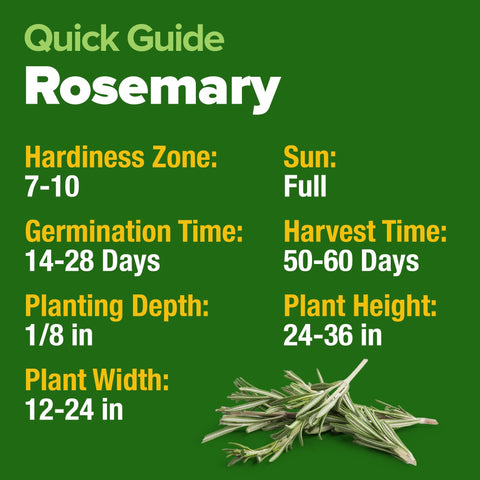 Rosemary Seeds - 300 Seeds (2-Pack) - Classic Perennial Herb