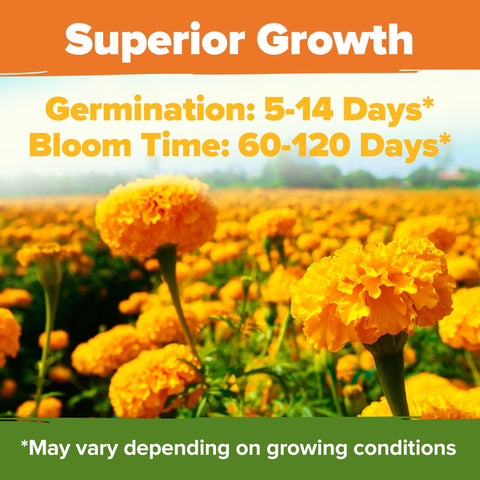 Crackerjack Marigold Seeds - 15,000 Seeds (2.05 oz) - Tall African Mix