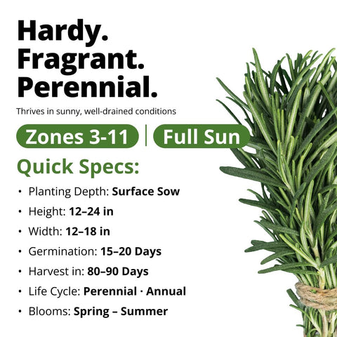 Rosemary Seeds - 150 Seeds - Classic Perennial Herb