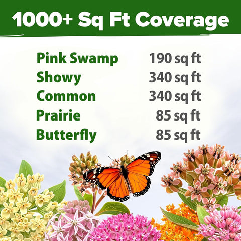 Common Milkweed Seeds - Monarch Host Plant - Perennial
