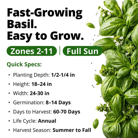Sweet Italian Basil Seeds - 712 Seeds (2.5g) - Large-Leaf Heirloom