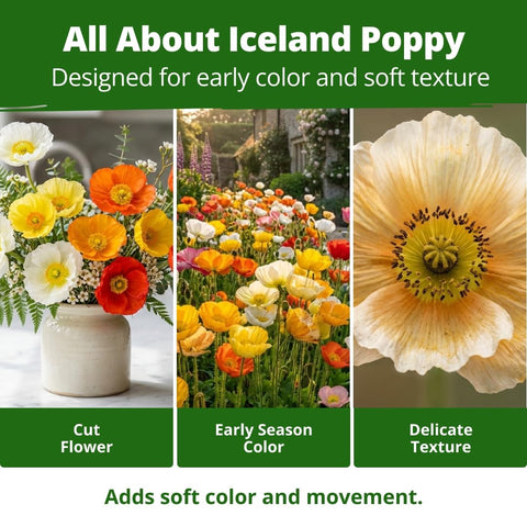 Iceland Poppy Seeds - 3,500 Seeds - Pastel Perennial Blooms