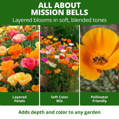 Mission Bells California Poppy Seeds - 6,000 Seeds (9g) - Drought-Tolerant