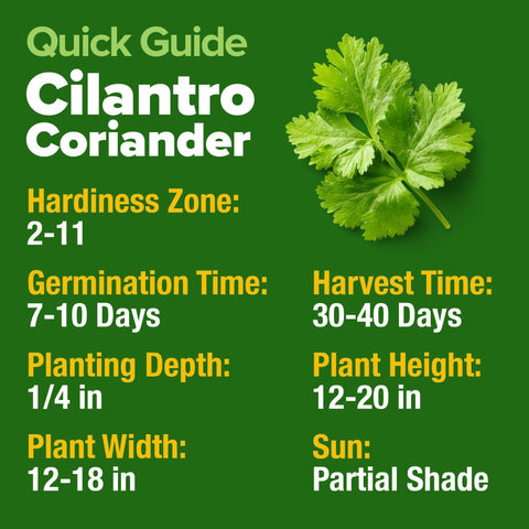 Cilantro Seeds - 250 Seeds - Heirloom Coriander