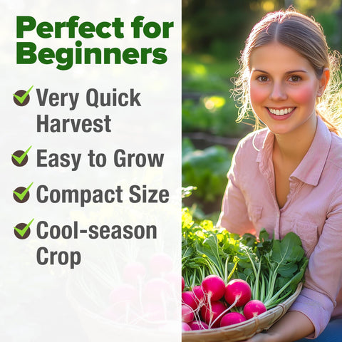 Cherry Belle Radish Seeds - 800 Seeds - Harvest in 22 Days