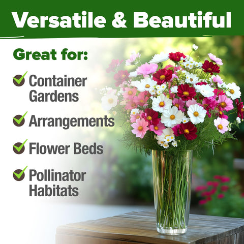 Sensation Mix Cosmos Seeds - 8,000 Seeds (1.8 oz) - Tall Annual Blooms