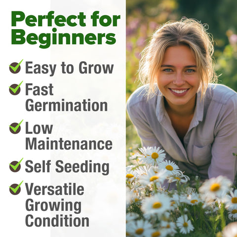 German Chamomile Seeds - 2,280 Seeds - Classic Tea Herb