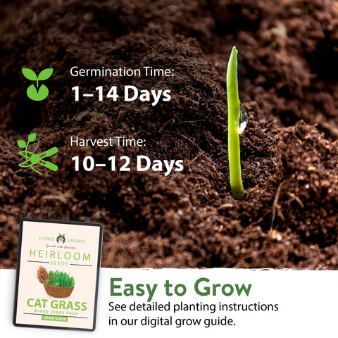 Cat Herb Seed Pack - 5 Varieties (2,100+ Seeds) - Digestive Support