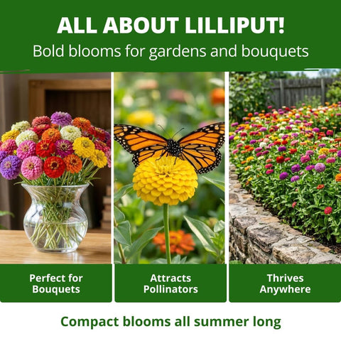 Lilliput Mix Zinnia Seeds - 8,450 Seeds (2oz) - Small 1.5-2