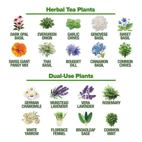 Medicinal Herb Seed Pack - 32 Varieties - Tea & Wellness Garden