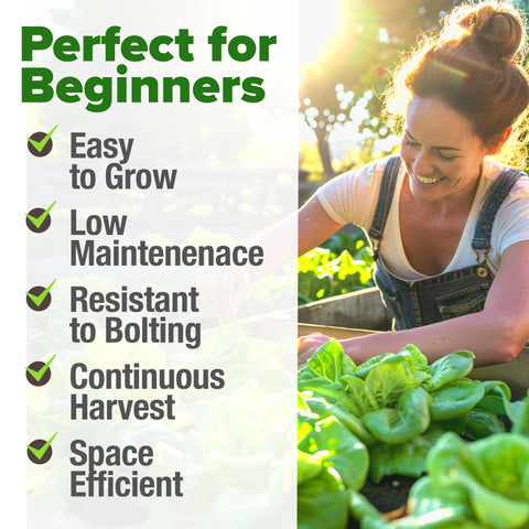 Buttercrunch Lettuce Seeds - 3,950 Seeds (2-Pack) - Butterhead