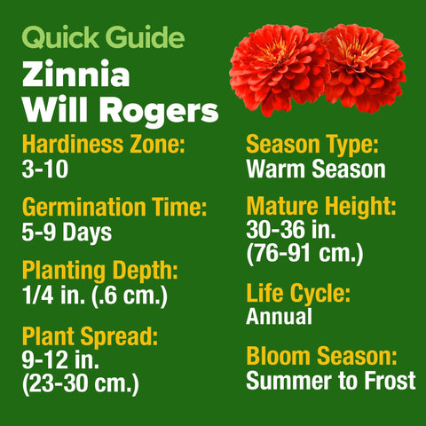 Will Rogers Zinnia Seeds - 150 Seeds - Tall Cut-Flower Heirloom