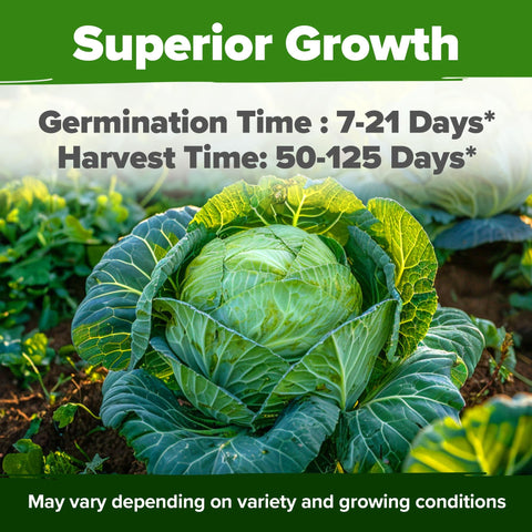 Cabbage Seed Pack - 7 Varieties (2,000+ Seeds) - Heirloom Mix