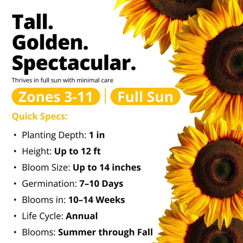 Mammoth Sunflower Seeds - 520 Seeds - Grows Up to 12 ft Tall