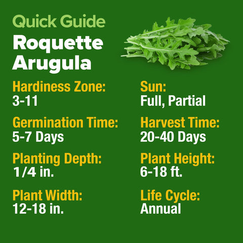 Arugula Seeds - 4,350 Seeds (2-Pack) - Fast-Growing Salad Green