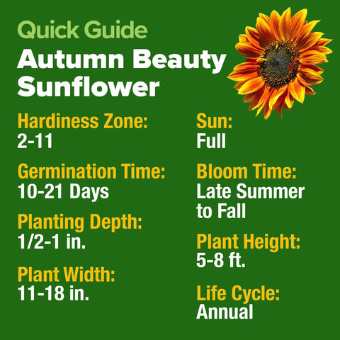 Autumn Beauty Sunflower Seeds - 40 Seeds - Multi-Color Blooms