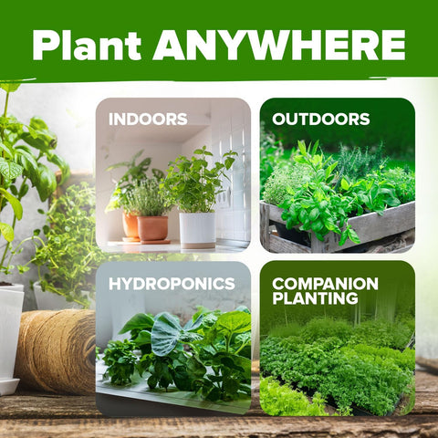 Organic Herb Seed Pack - 15 Varieties - USDA Certified