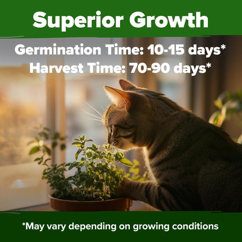 Catnip Seeds - 2,116 Seeds - Heirloom Cat Herb