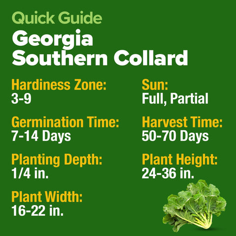 Georgia Southern Collard Seeds - 600 Seeds (2-Pack) - Heirloom Greens