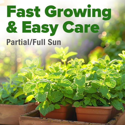 Common Mint Seeds - 2 Packs of 1,800 - Fast-Growing Hardy Herb