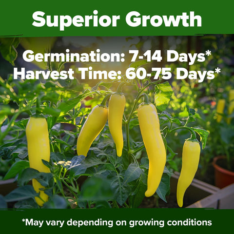 Banana Pepper Seeds - 94 Seeds - Sweet Mild Heirloom