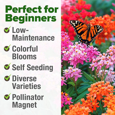 Common Milkweed Seeds - Monarch Host Plant - Perennial