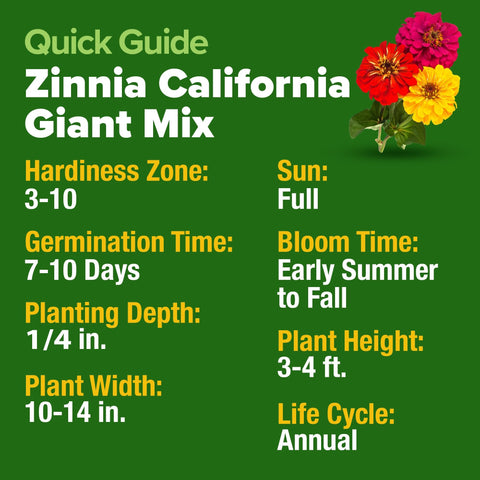 California Giant Zinnia Seeds - 14,600 Seeds (4 oz) - Double Blooms