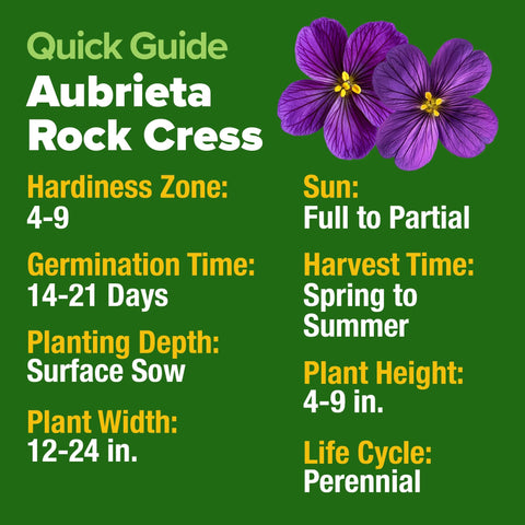 Aubrieta Rock Cress Seeds - 300 Seeds - Purple Perennial Ground Cover