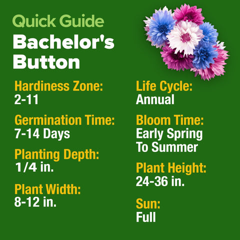 Bachelor's Button Seeds Mix - 700 Seeds - Tall Wildflower Blend