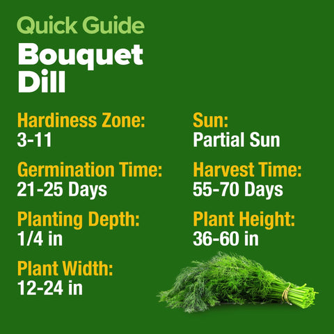 Bouquet Dill Seeds - 2,028 Seeds (2-Pack) - Heirloom for Pickling